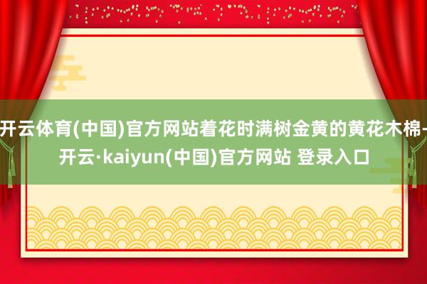 开云体育(中国)官方网站着花时满树金黄的黄花木棉-开云·kaiyun(中国)官方网站 登录入口