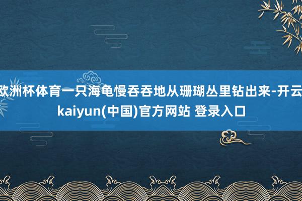 欧洲杯体育一只海龟慢吞吞地从珊瑚丛里钻出来-开云·kaiyun(中国)官方网站 登录入口